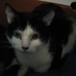rspcastroud_coriander.JPG