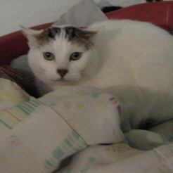 rspcastroud_druscilla.JPG
