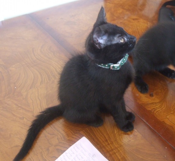 Qara 13 week old female Black Siamese Cross Cats For Adoption