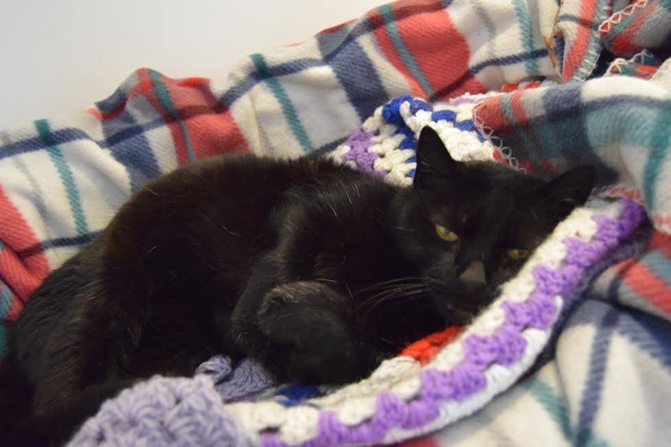 Last Chance Animal Rescue Kent Cats For Adoption