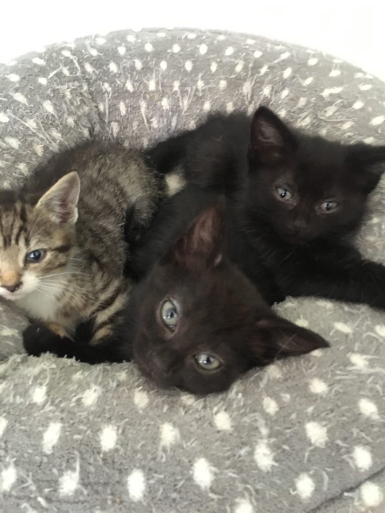 Ivy Pixie and Stevie - 9 week old male and female Black ...