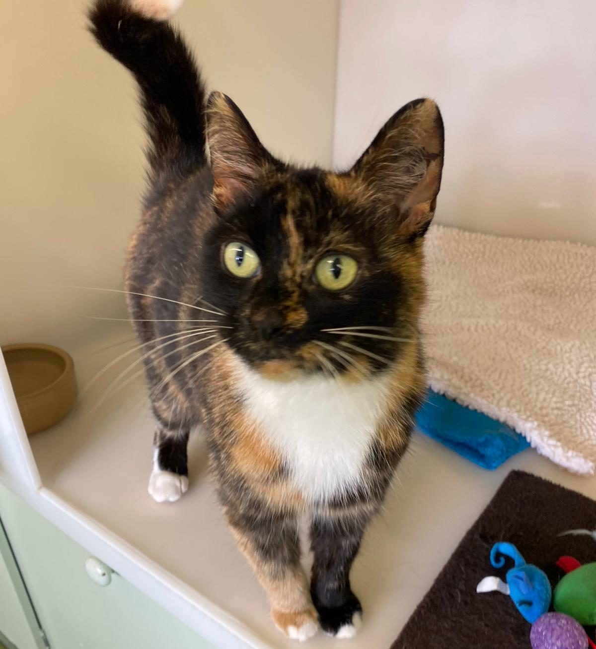 Trixie 9 year old female Tortoiseshell Domestic ShortHaired Cat