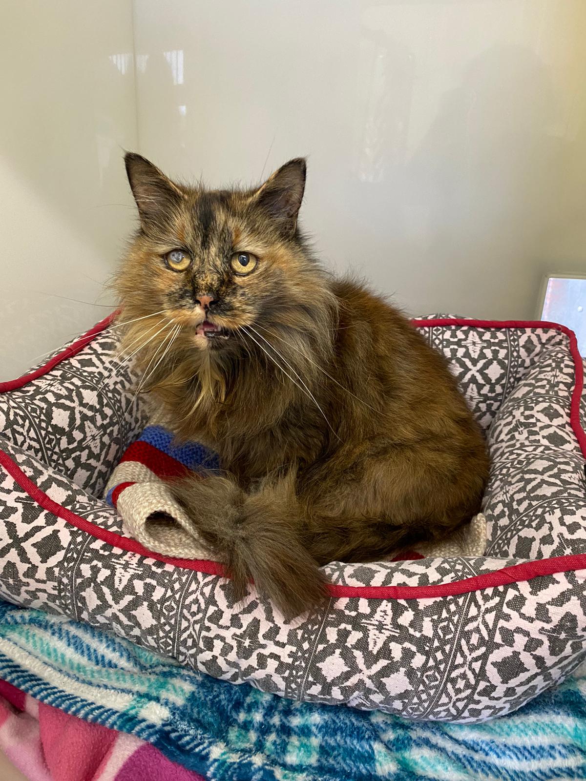 13 year old best sale cats