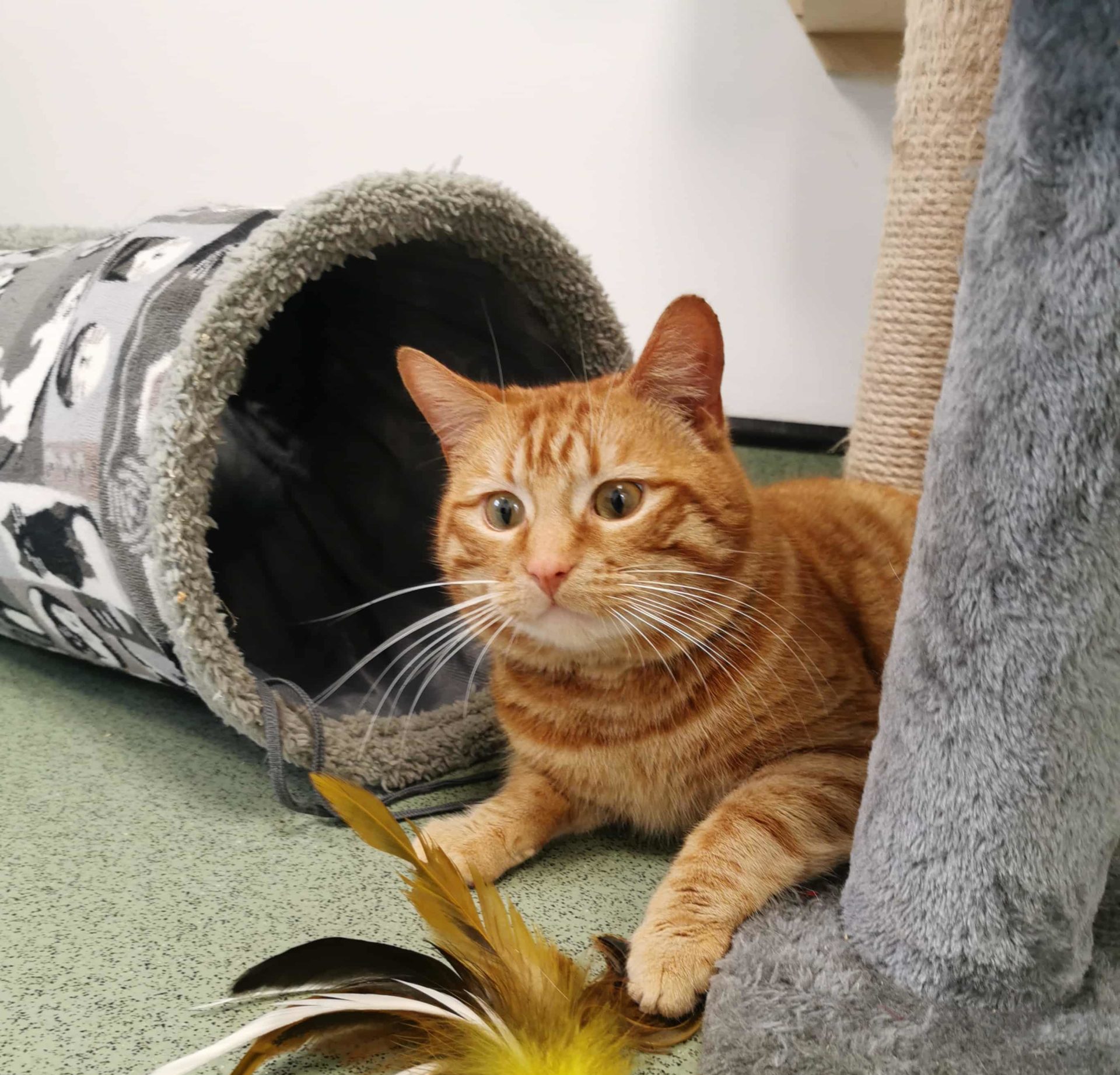 Leicester Animal Aid - Cats For Adoption Leicester Animal Aid - Cats For Adoption